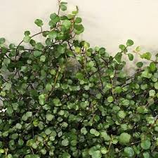 Maidenhair Vine